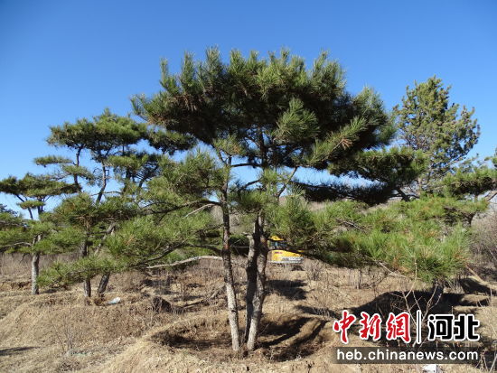 坡字村栽种的景观松。 王东岭 摄