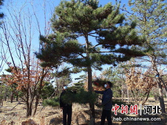 工人正在栽种景观松。 王东岭 摄